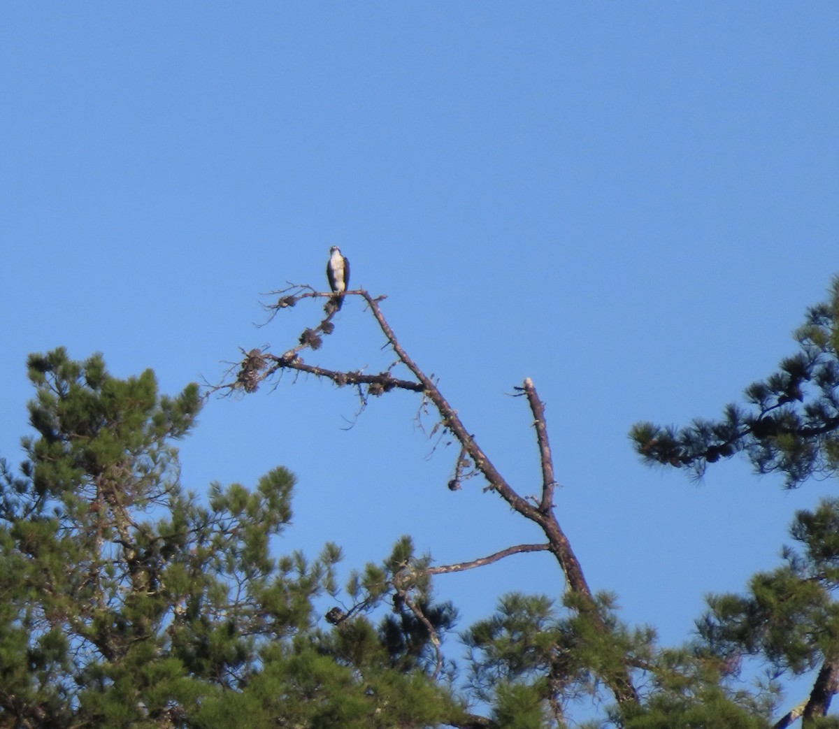 Osprey - ML643902200