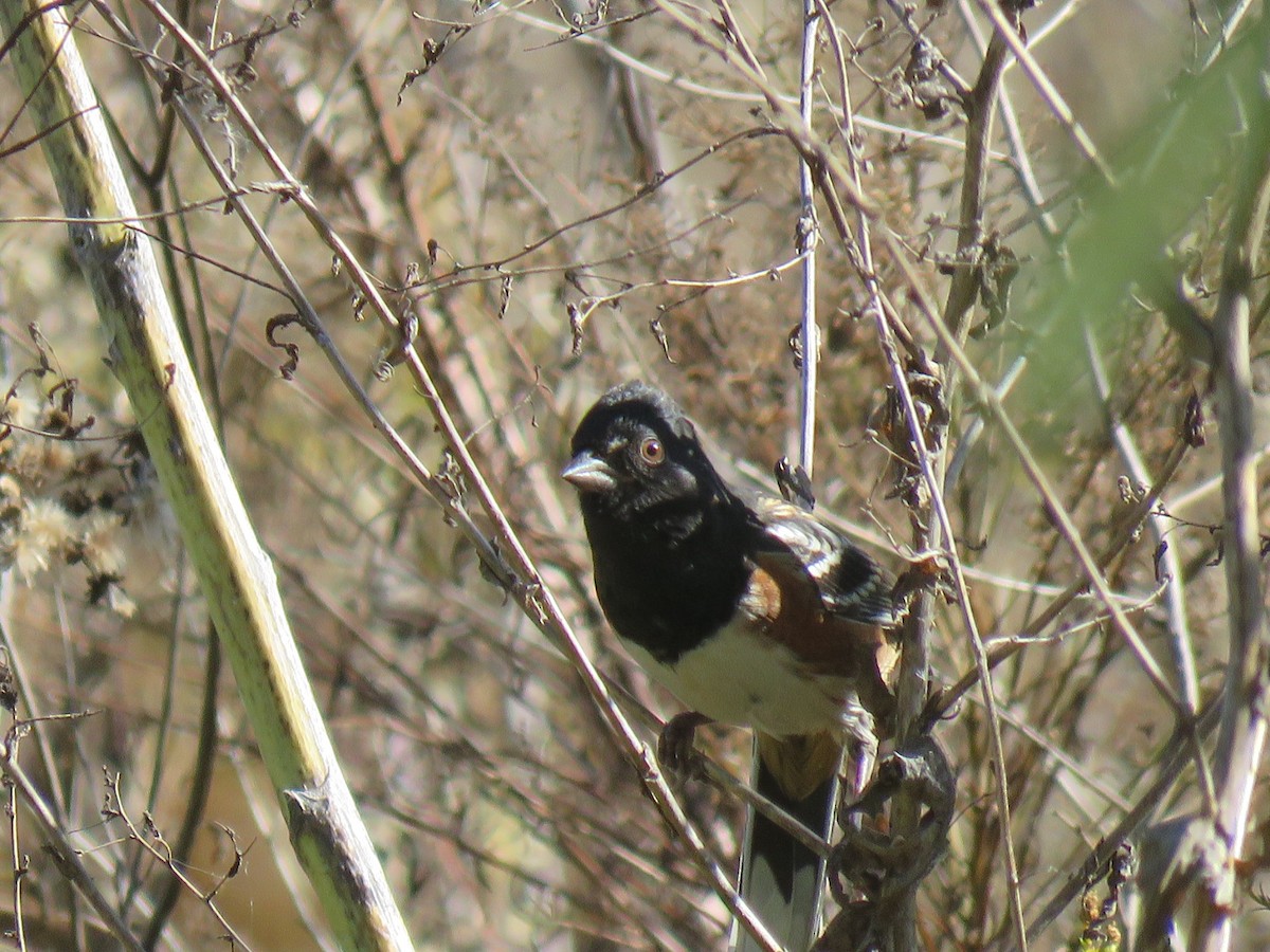 Spotted Towhee - ML643902202