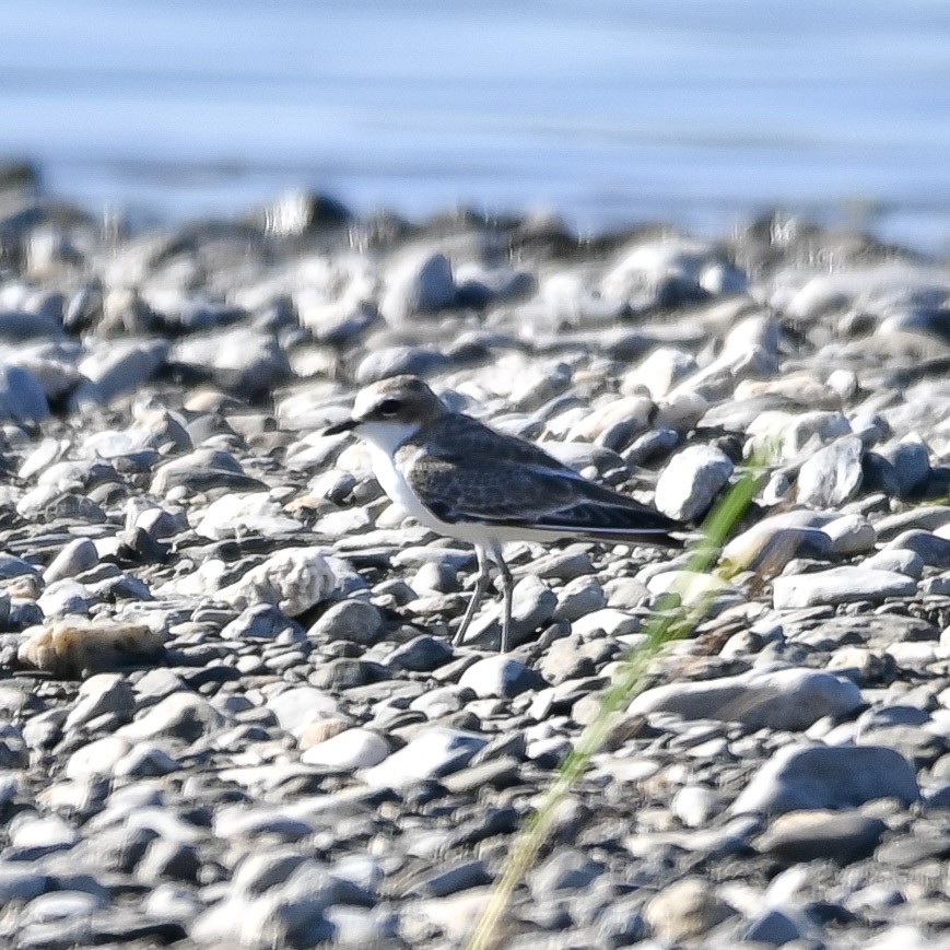 Javan Plover - ML643902205