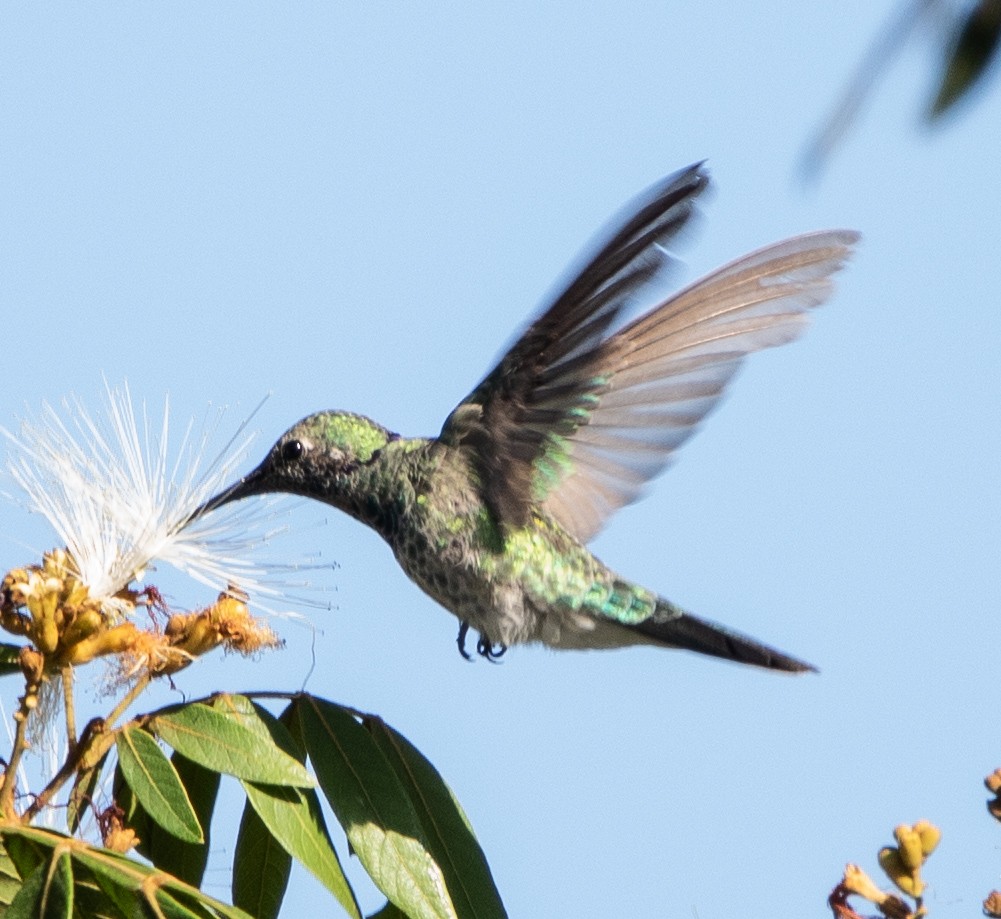 White-vented Violetear - ML643902214