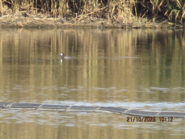 Greater Scaup - ML643902248