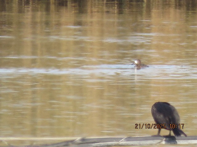 Greater Scaup - ML643902249