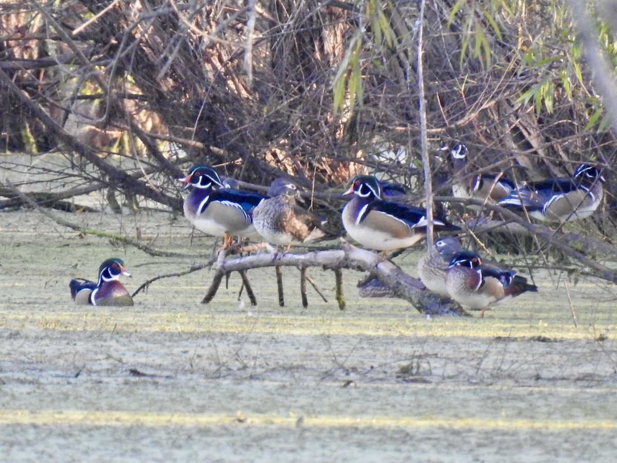 Wood Duck - ML643902250