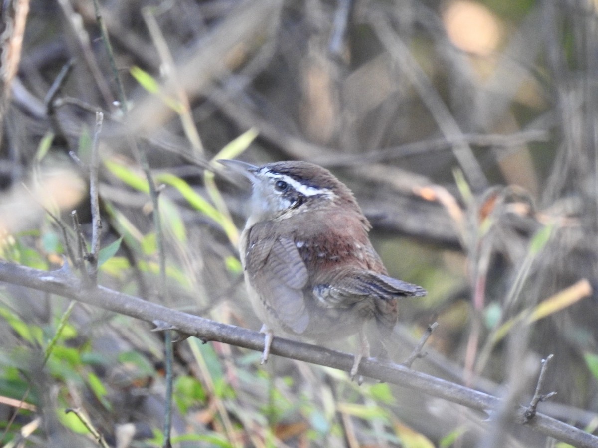 Carolina Wren - ML643902265