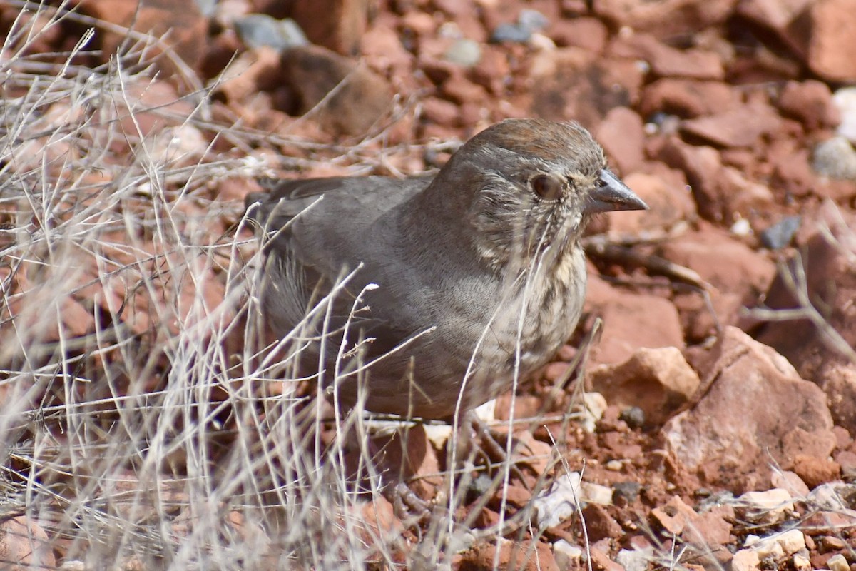 Tohi des canyons - ML643902266