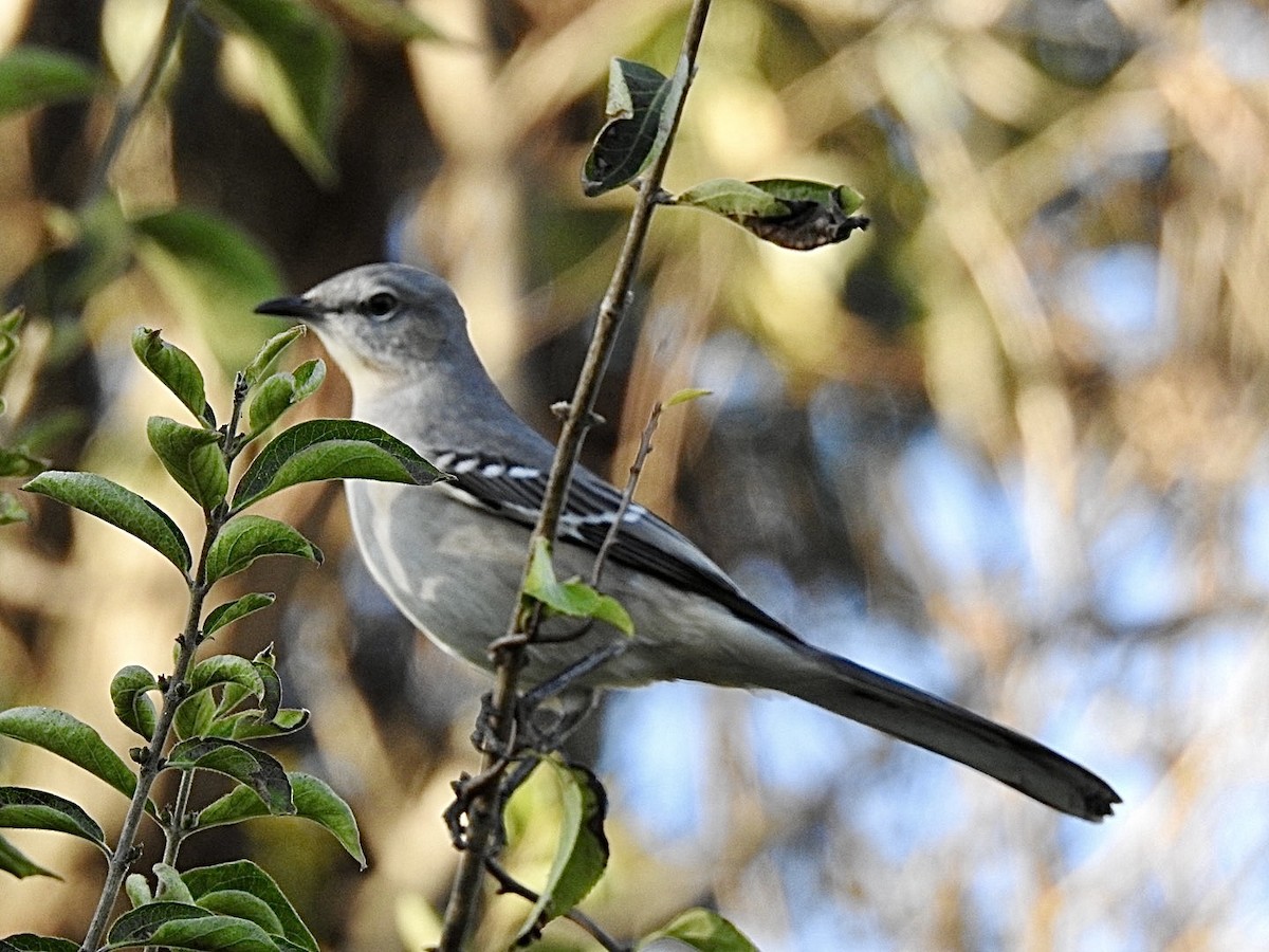 Northern Mockingbird - ML643902273