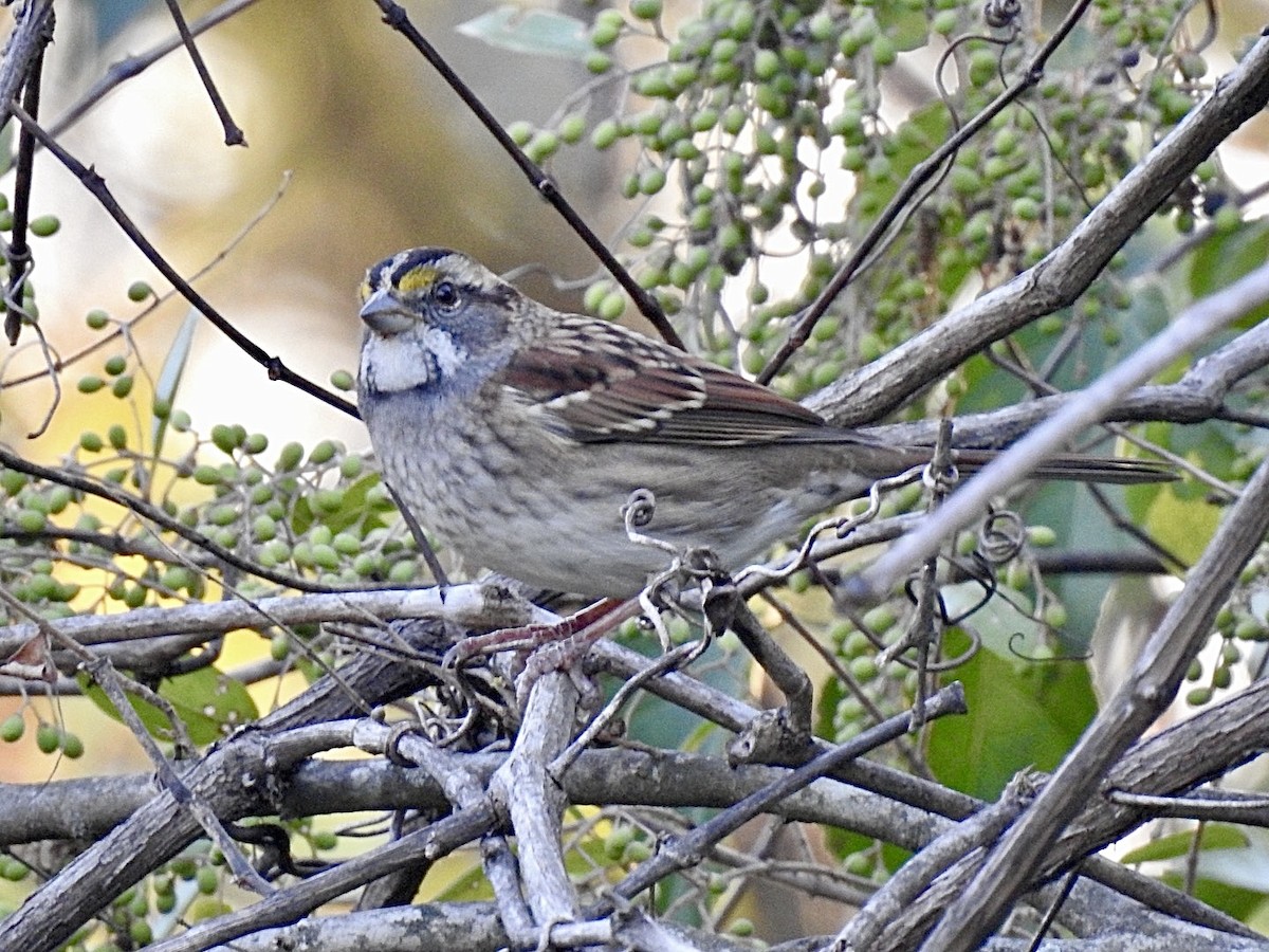 White-throated Sparrow - ML643902285