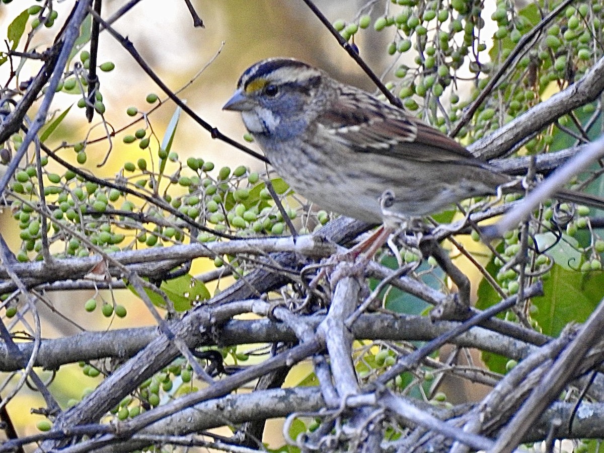 White-throated Sparrow - ML643902286