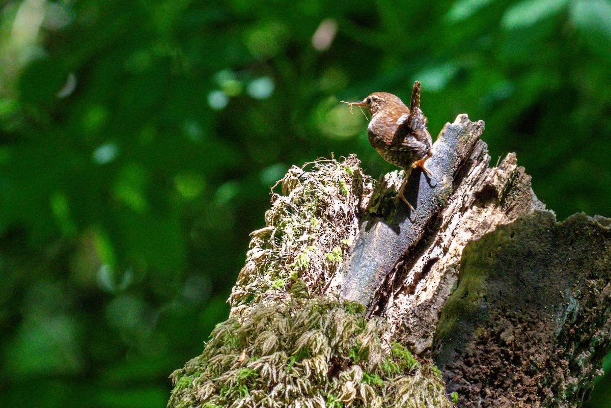 Pacific Wren - ML643902309