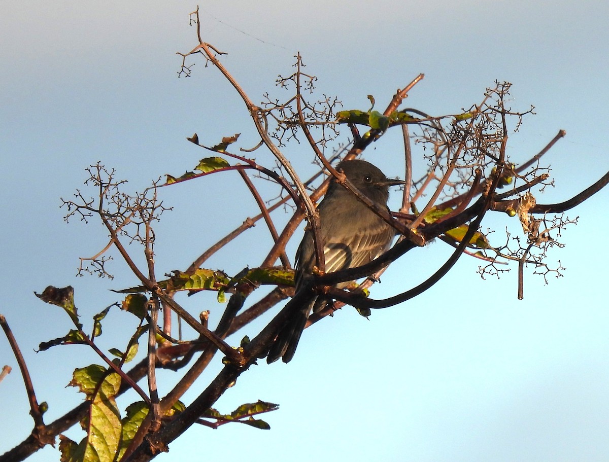 Black Phoebe - ML643902310
