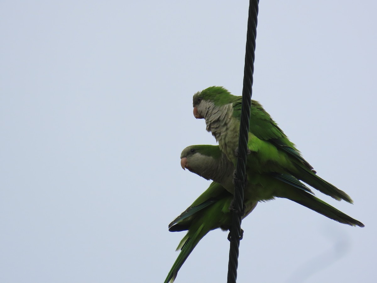 Monk Parakeet - ML643902357