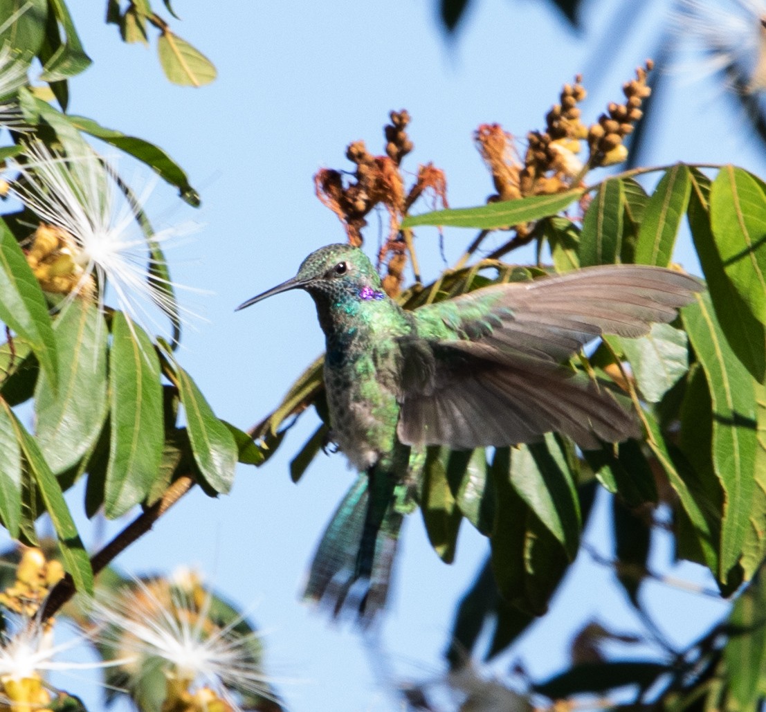 White-vented Violetear - ML643902369
