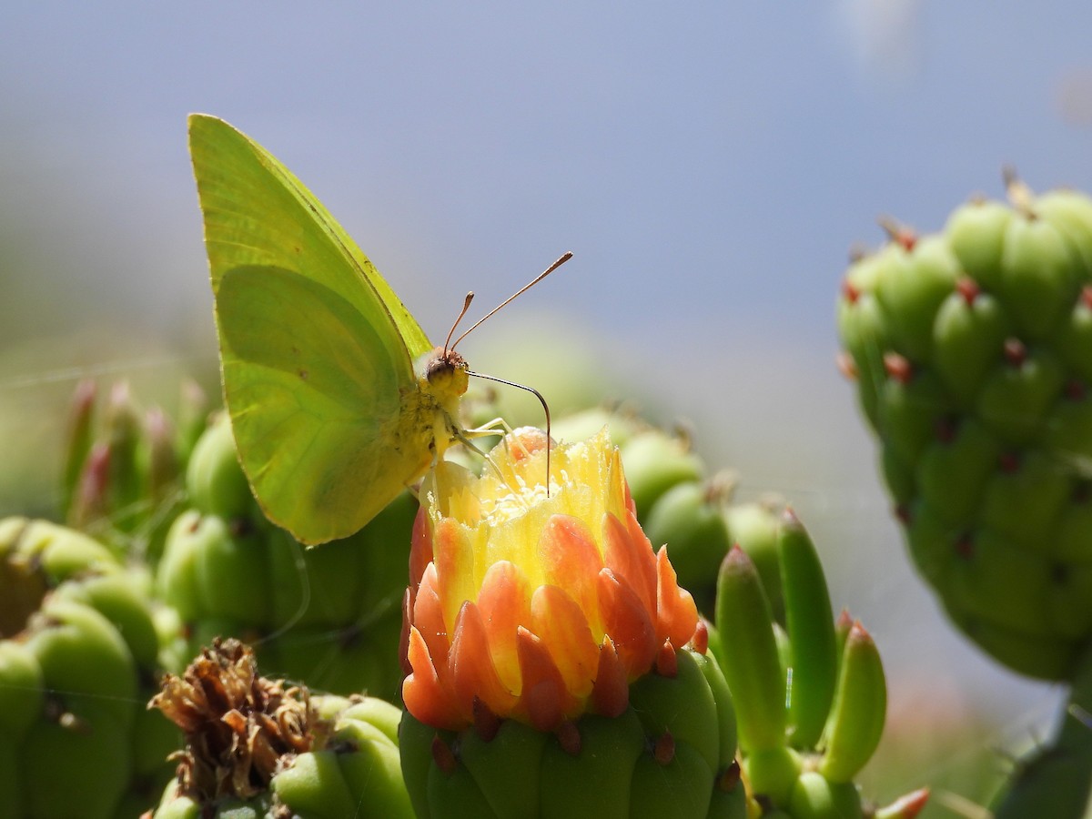 動物界 - ML643902372