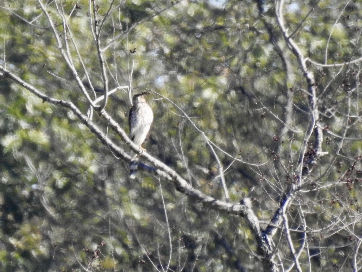 Cooper's Hawk - ML643902380