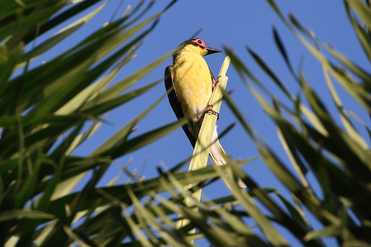 Australasian Figbird - ML643902404