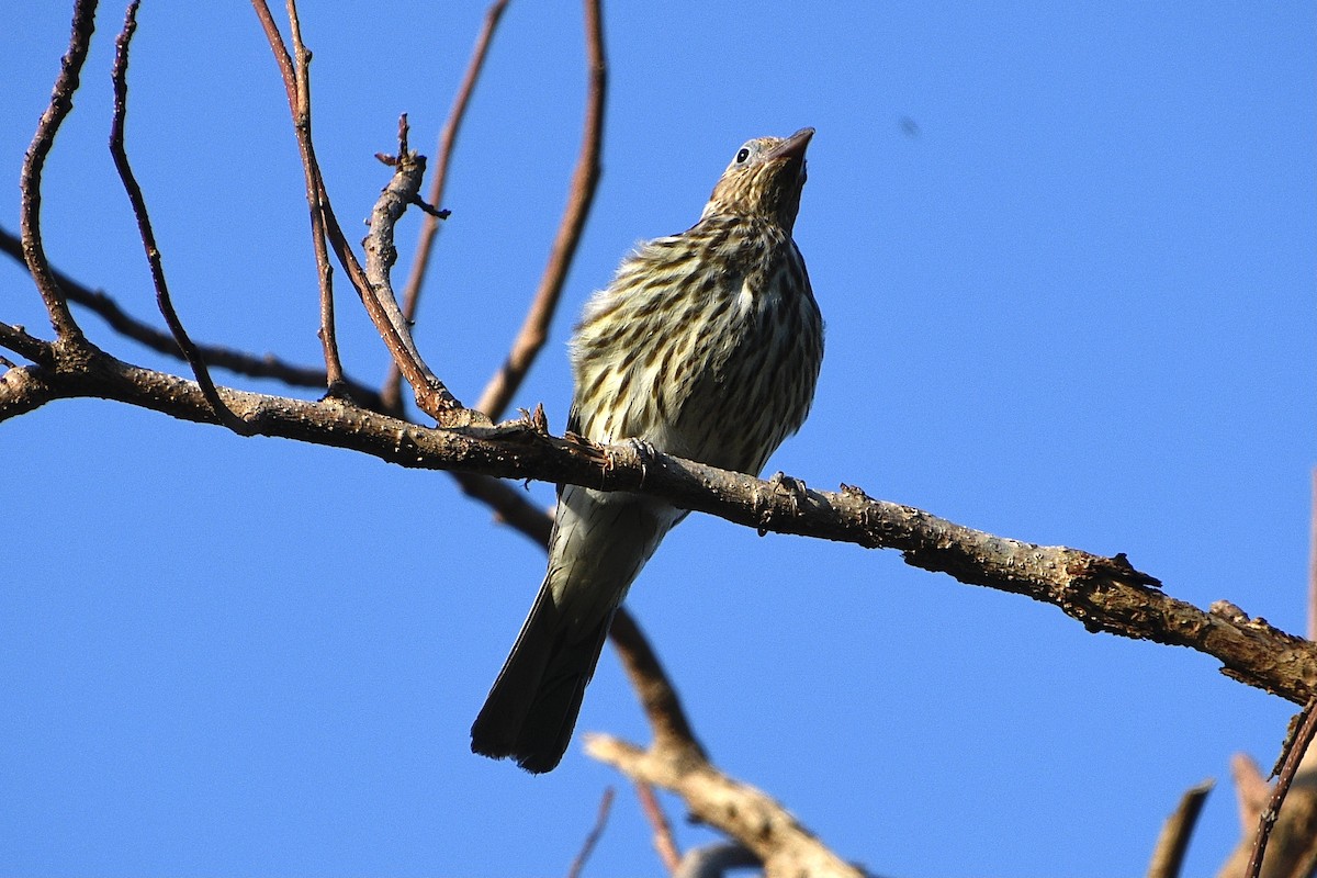 Australasian Figbird - ML643902405