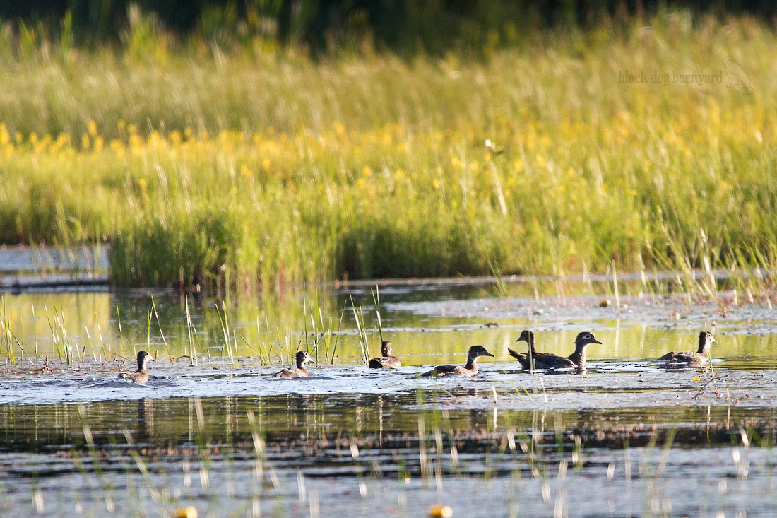 Wood Duck - ML64390241