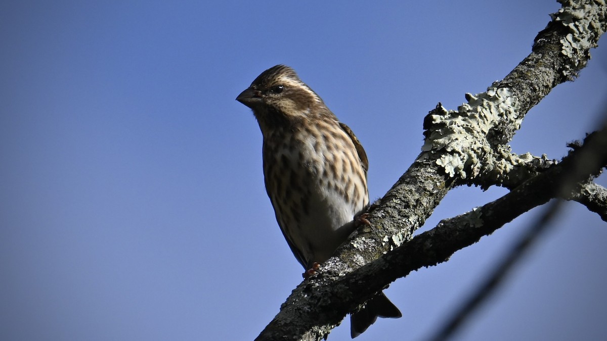 Purple Finch - ML643902418