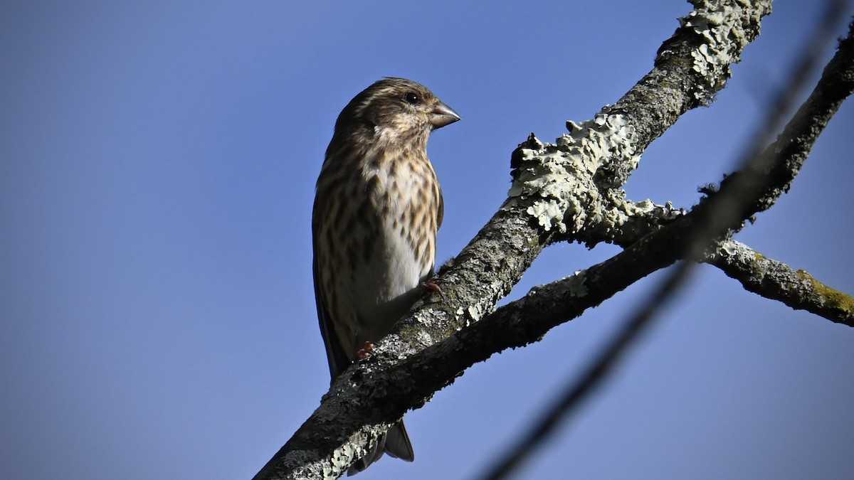 Purple Finch - ML643902421