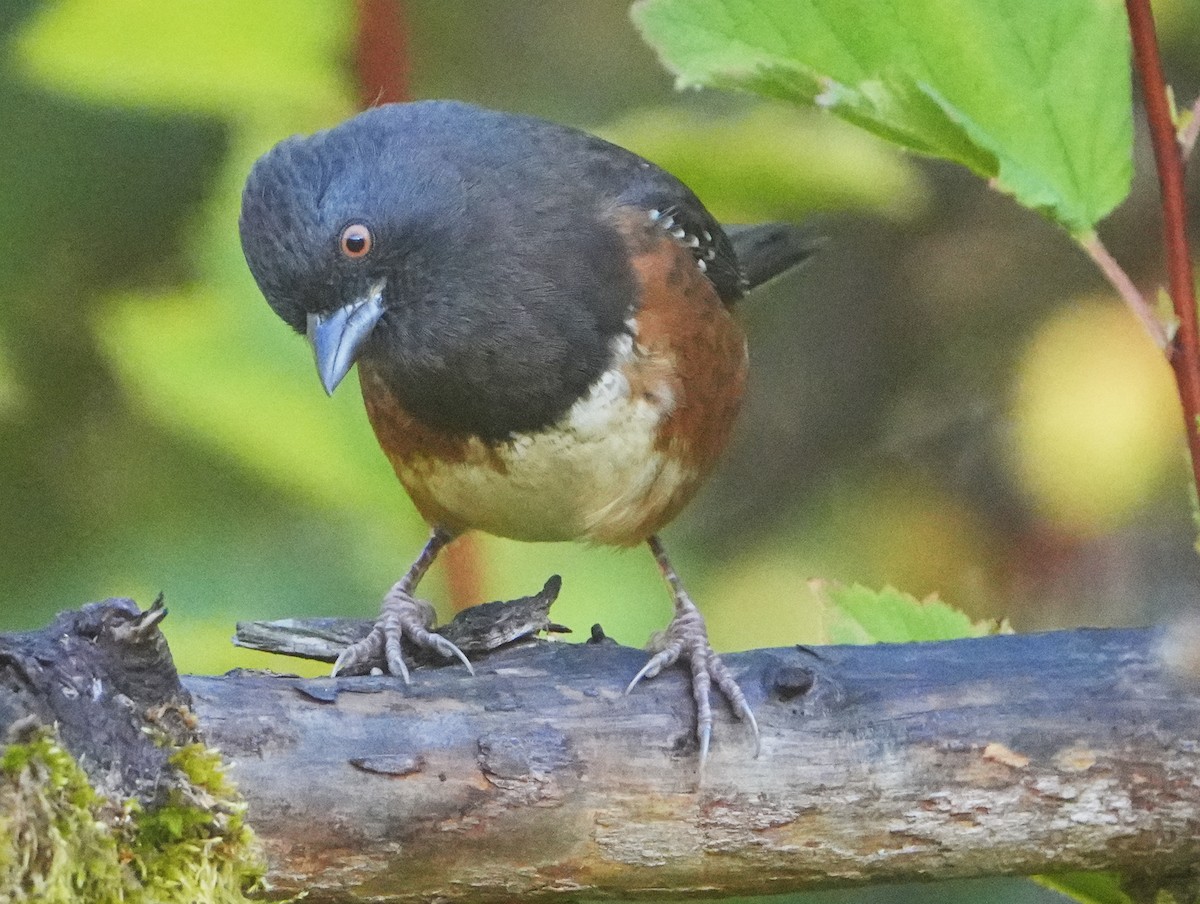 Spotted Towhee - ML643902425