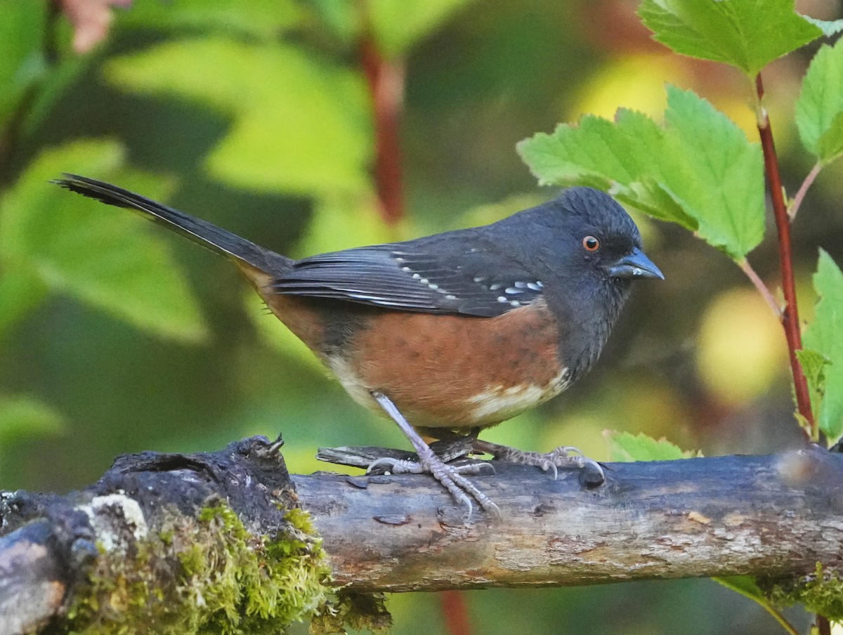 Spotted Towhee - ML643902427