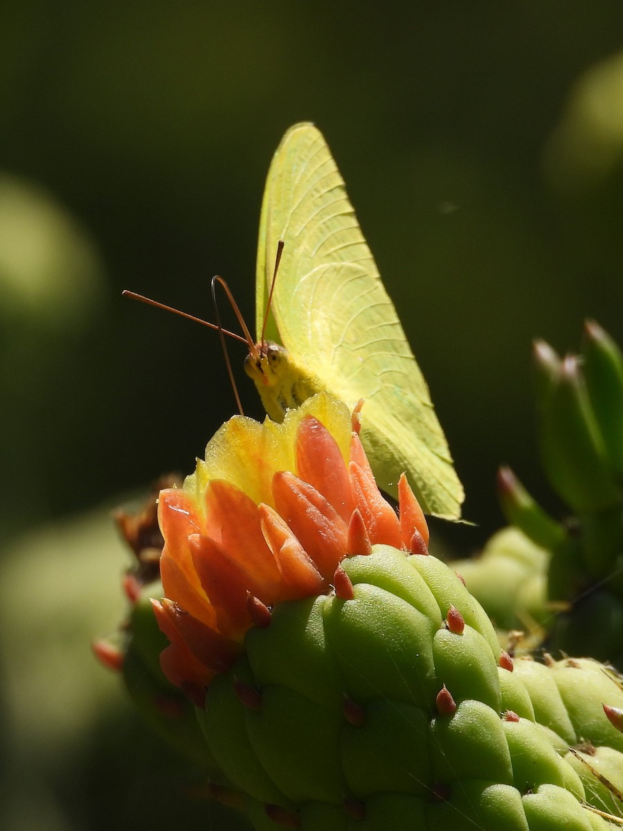 動物界 - ML643902433