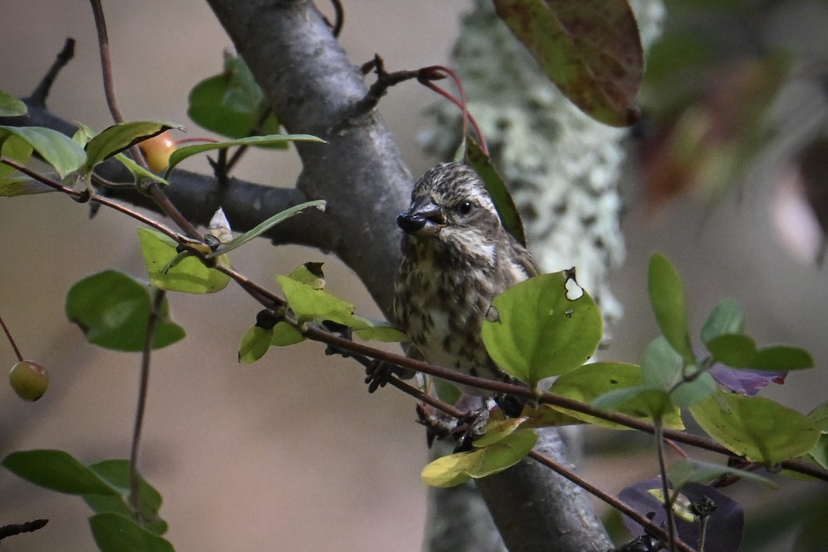 Purple Finch - ML643902437