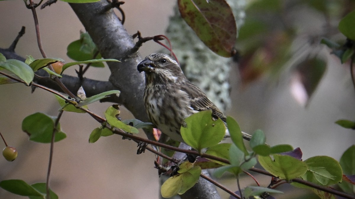 Purple Finch - ML643902438