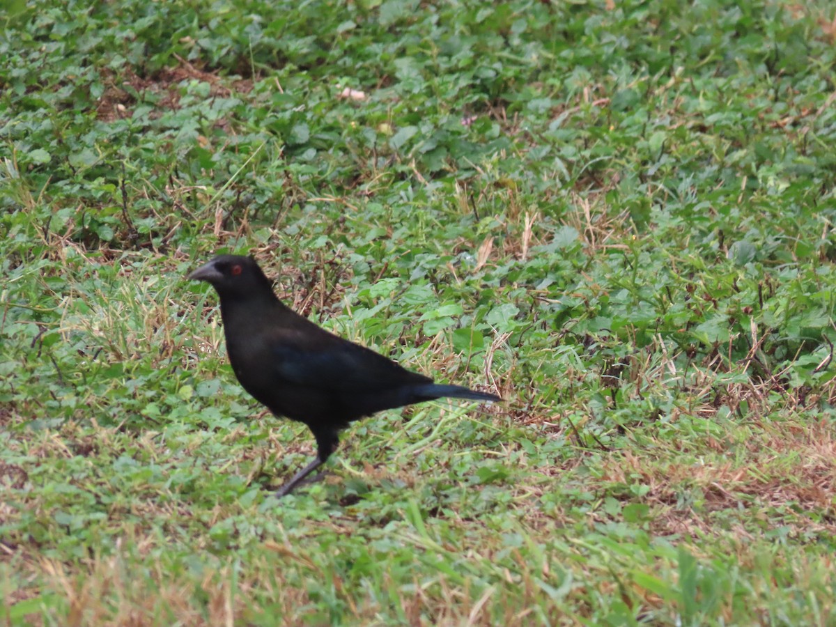 Bronzed Cowbird - ML643902439