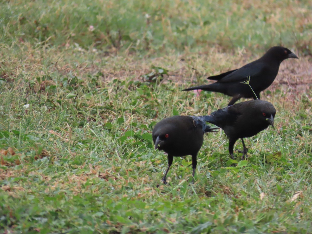 Bronzed Cowbird - ML643902440