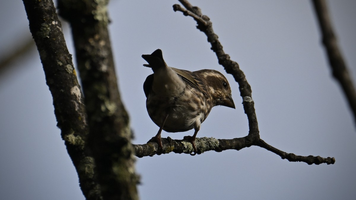 Purple Finch - ML643902442