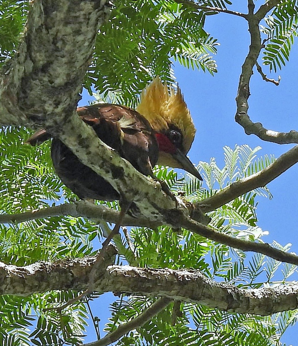 Pale-crested Woodpecker - ML643902443
