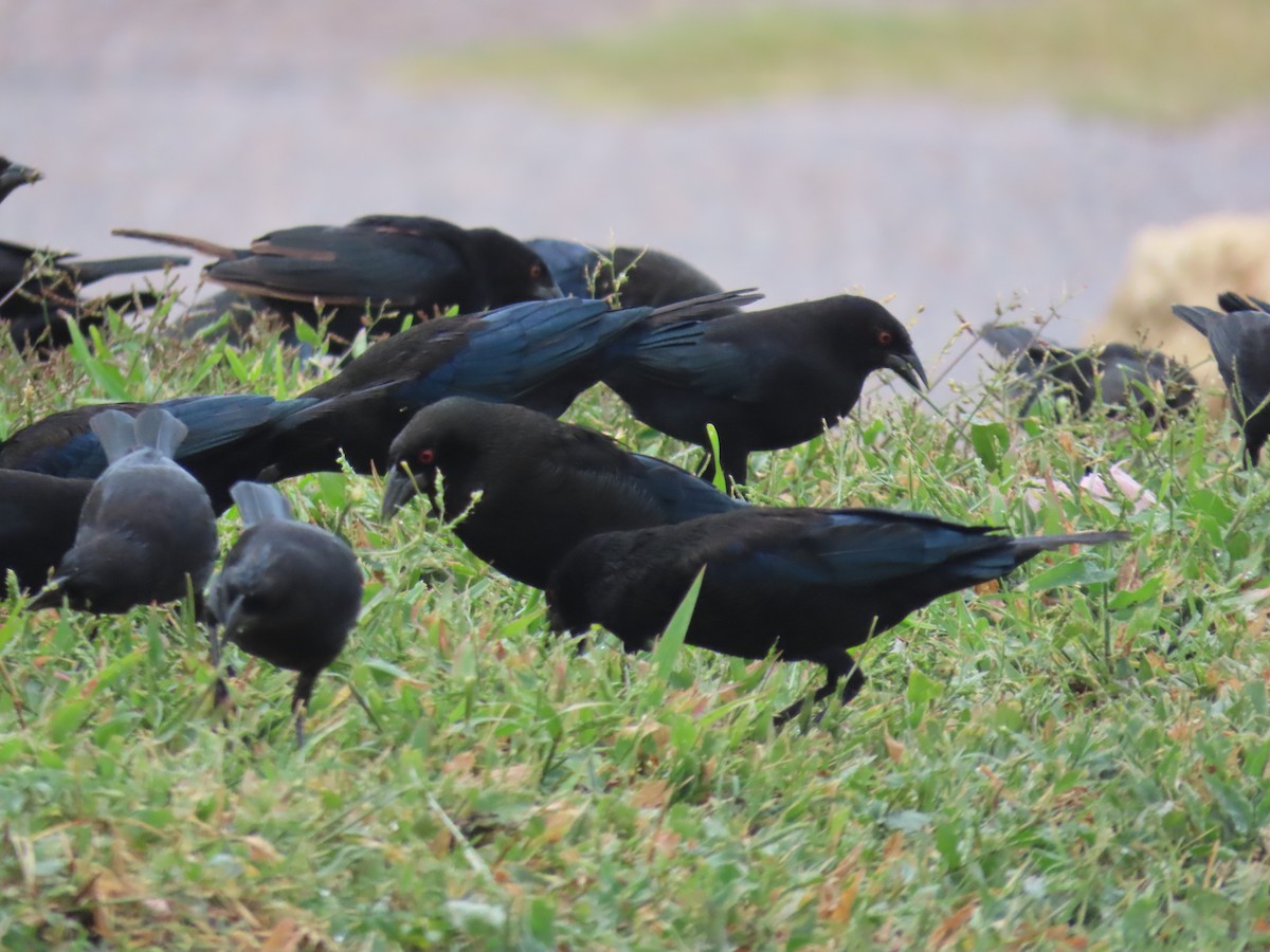 Bronzed Cowbird - ML643902455