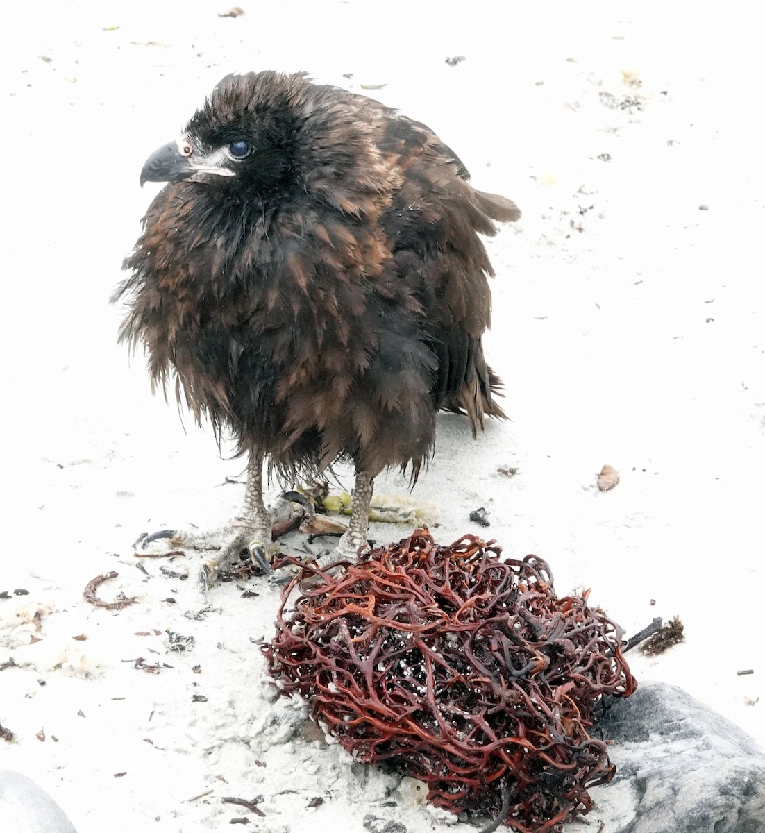 Caracara Austral - ML643902461