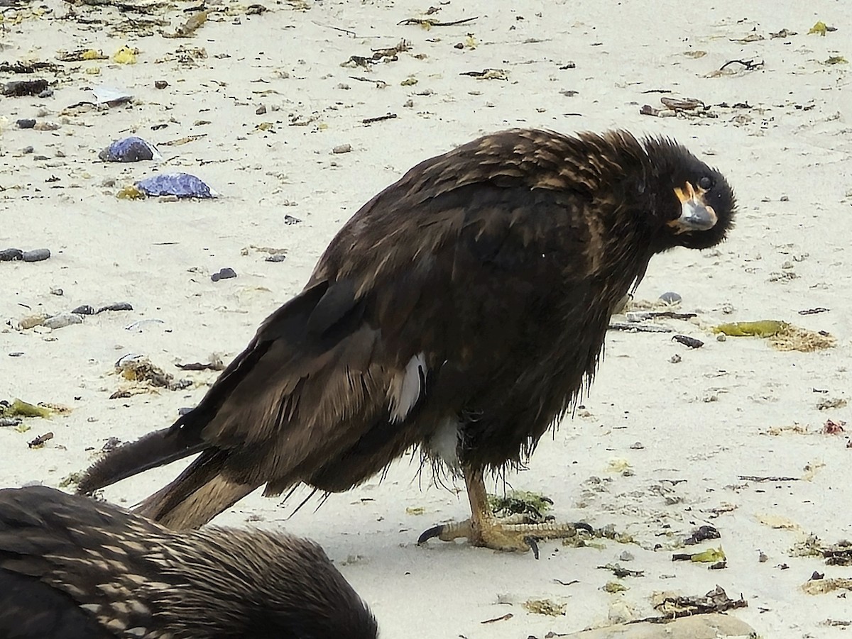 Caracara Austral - ML643902462