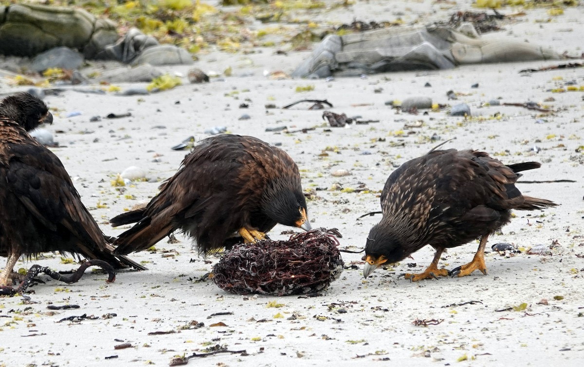 Caracara Austral - ML643902463
