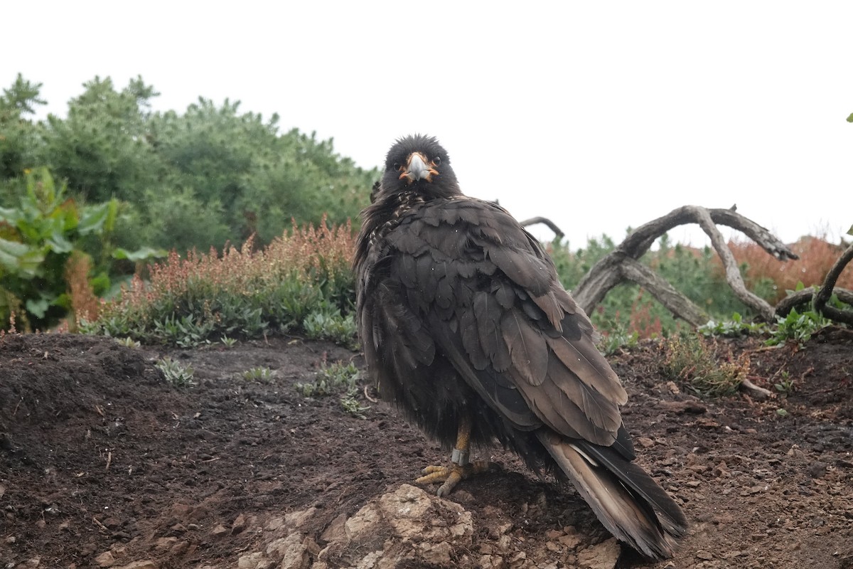 Caracara Austral - ML643902464