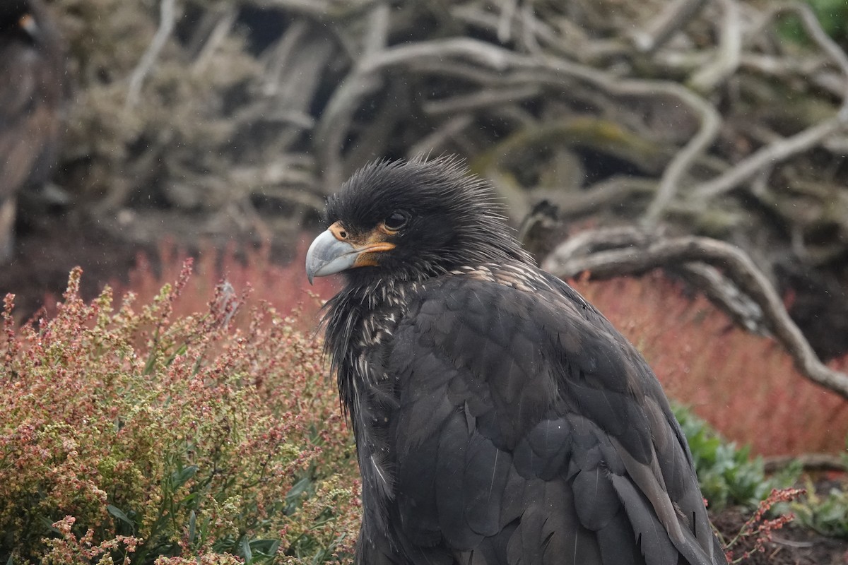 Caracara Austral - ML643902465