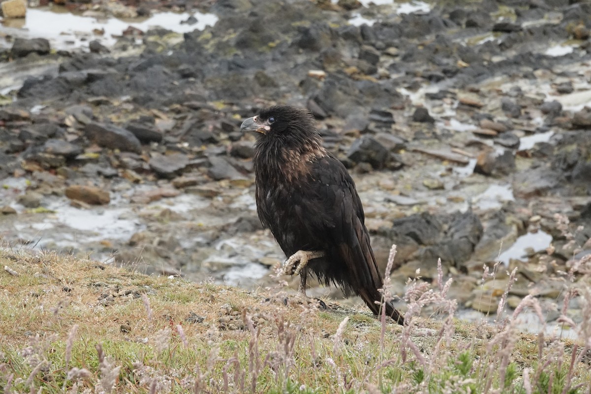Caracara Austral - ML643902466