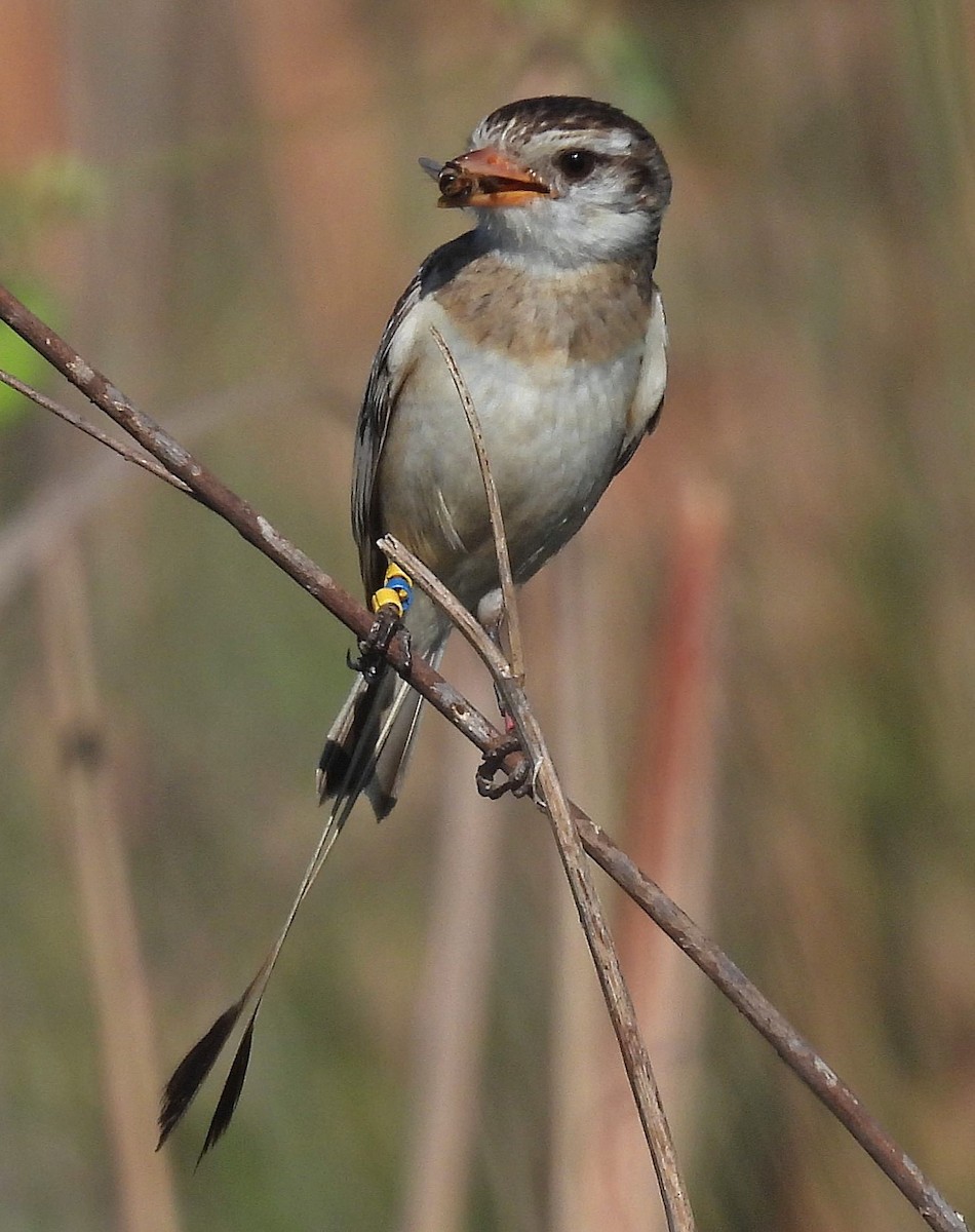 Strange-tailed Tyrant - ML643902483
