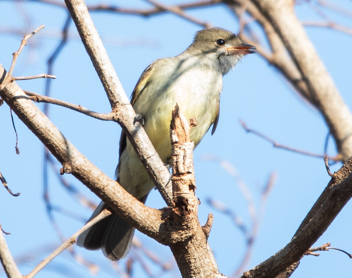 Large Elaenia - ML643902501