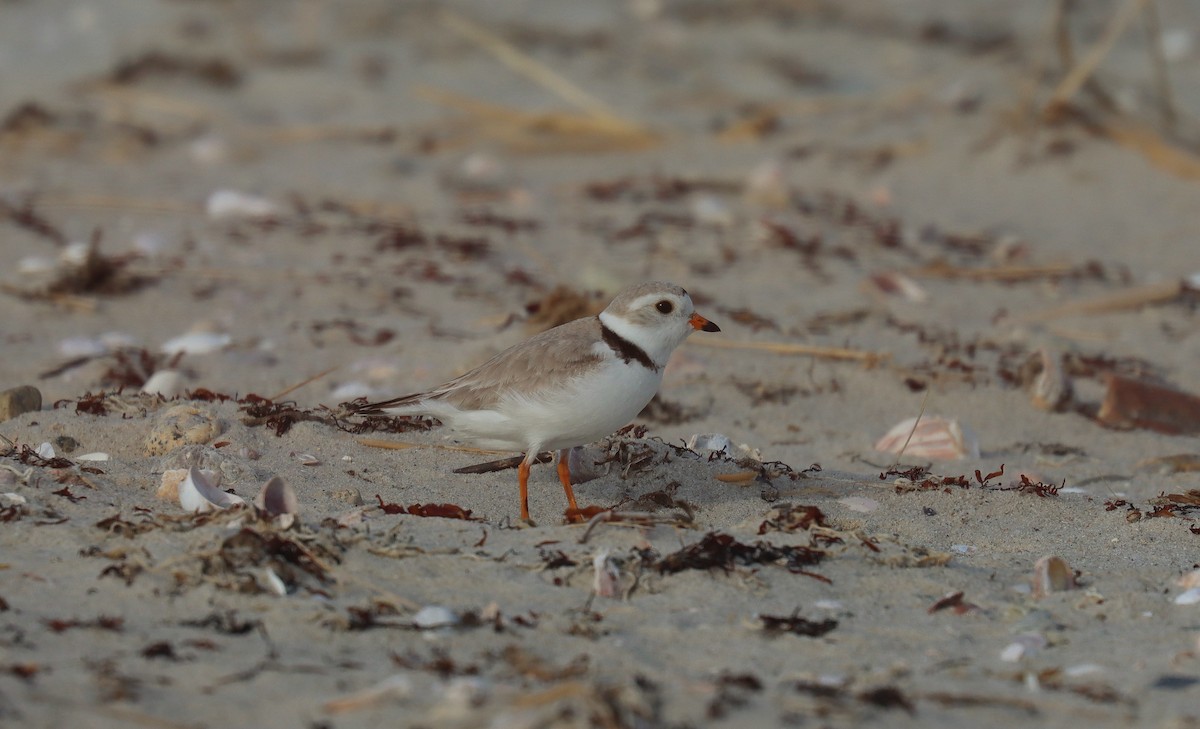 Piping Plover - ML643902503