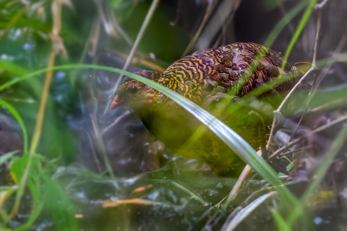 Udzungwa Partridge - ML643902505