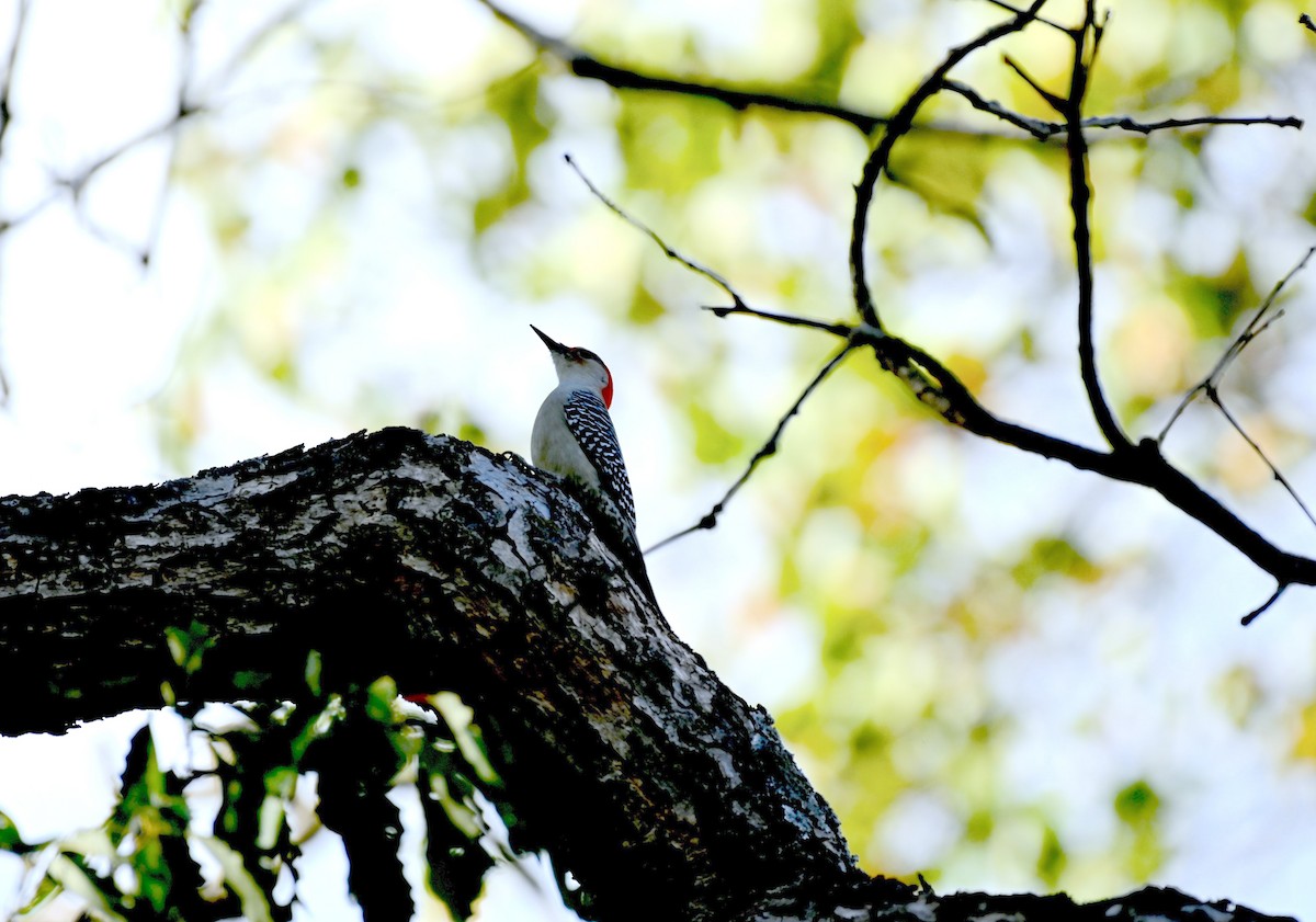 Red-bellied Woodpecker - ML643902506