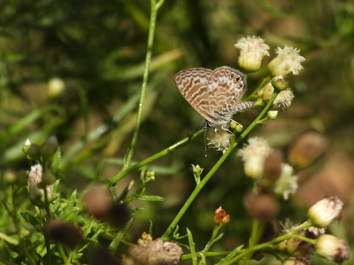 動物界 - ML643902519