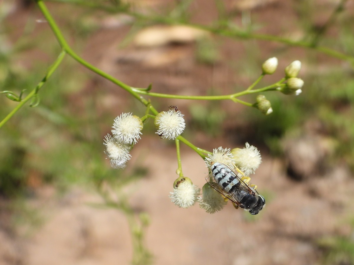 動物界 - ML643902535