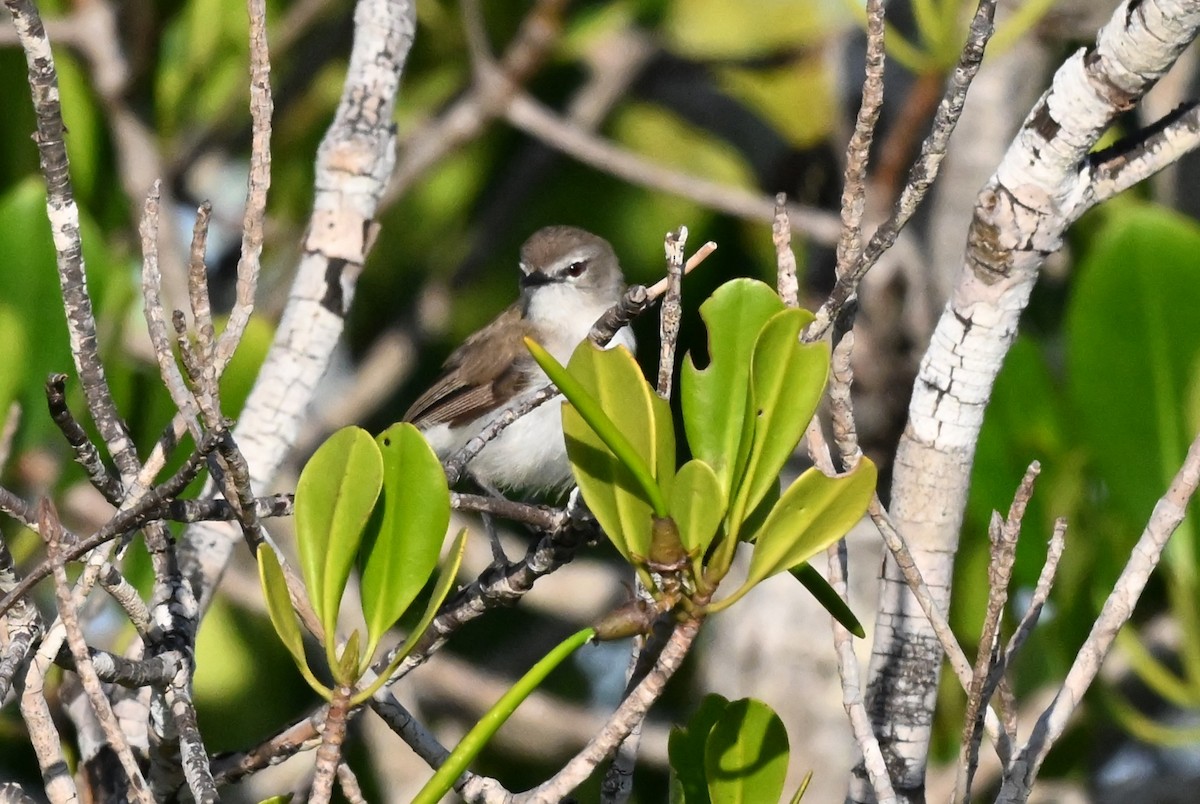 Mangrove Gerygone - ML643902548