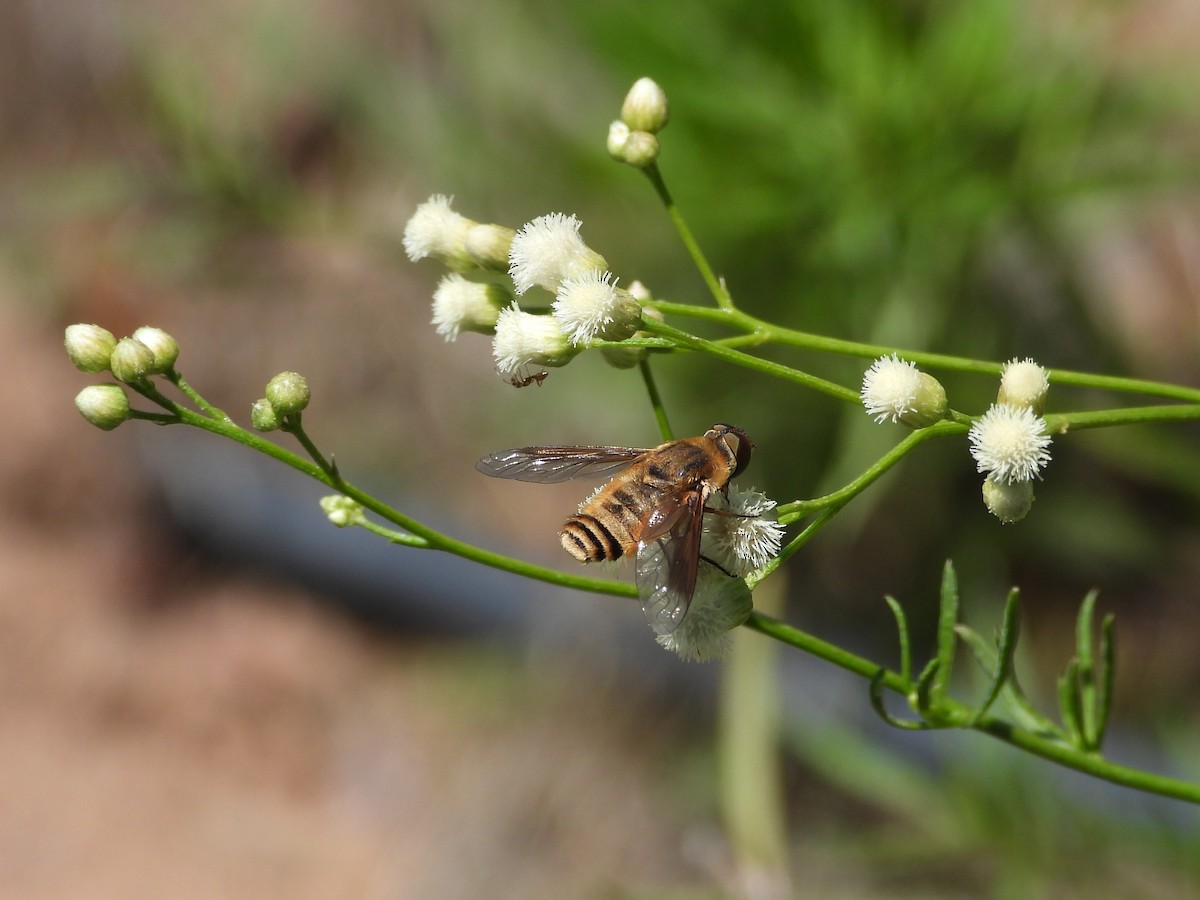 動物界 - ML643902568