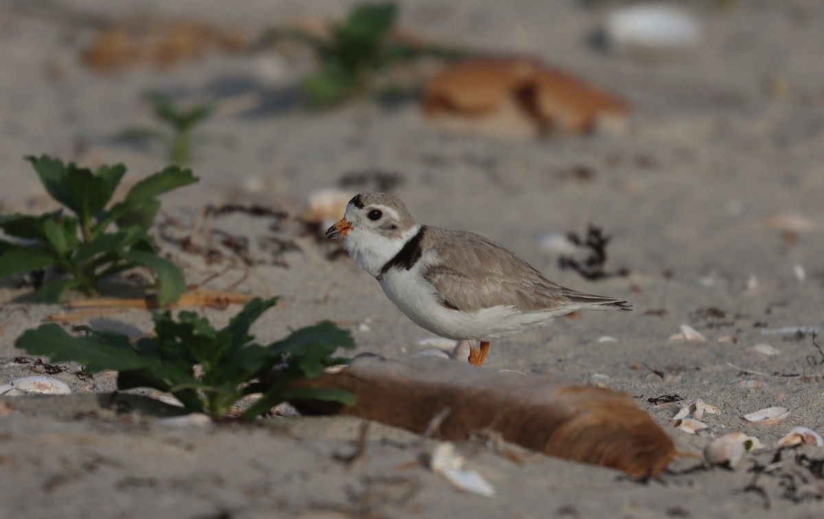 Piping Plover - ML643902569