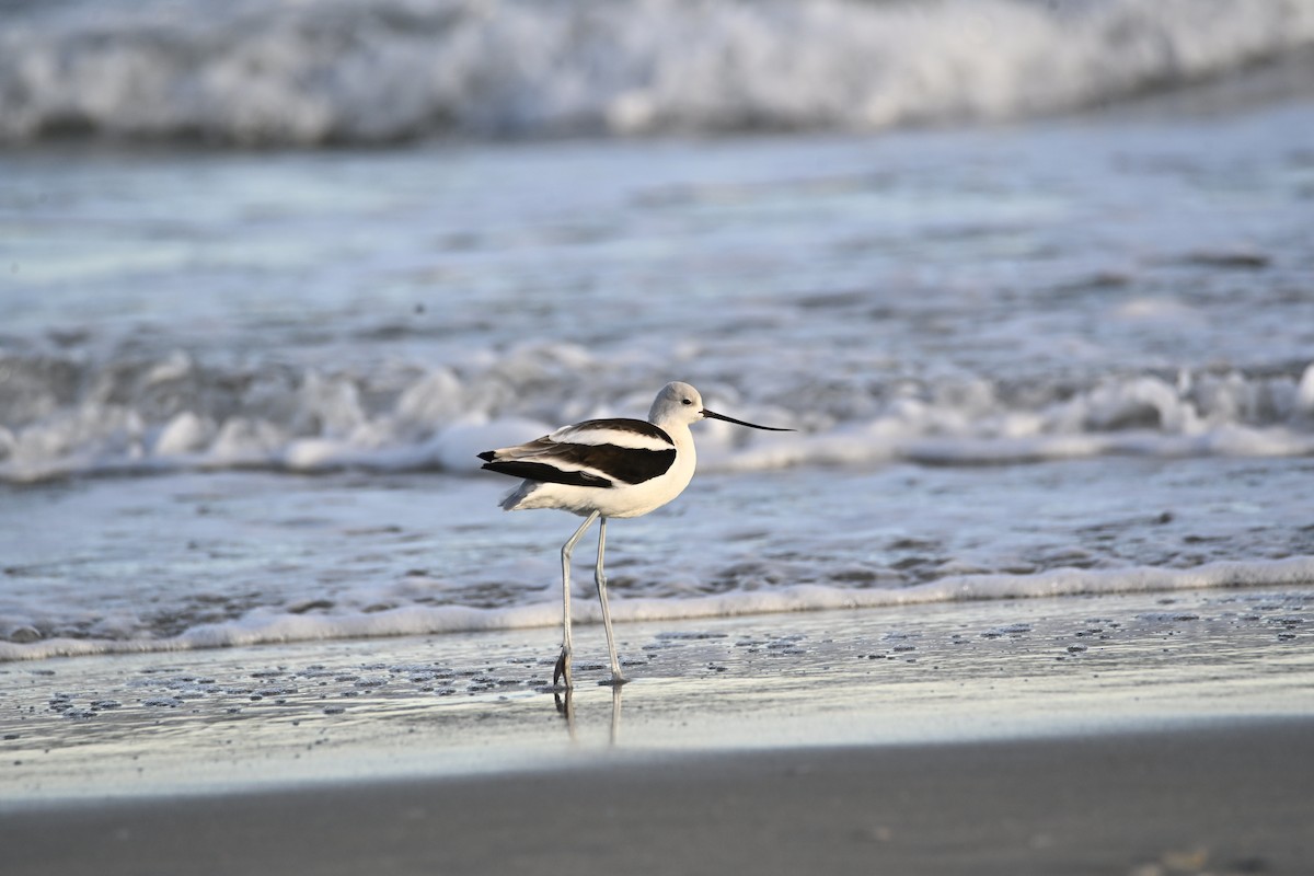 American Avocet - ML643902571
